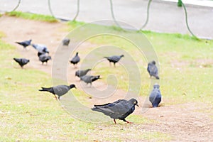 Black and gray pigeons feeding on the garden floor photo