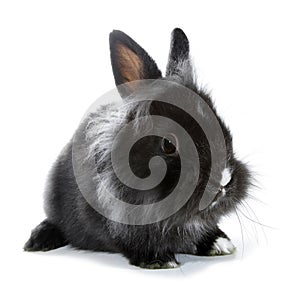 Black gray rabbit bunny isolated on white background