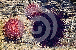 Black and gray sea urchins in water