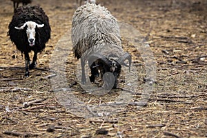 Black and gray sheep graze on the farm in an aviary