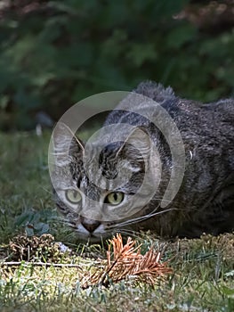 Black and gray striped cat laying in a lawn
