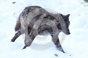 Black gray wolf in the snow