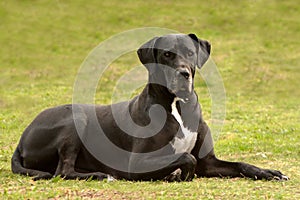 Black Great Dane dog