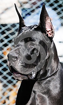 Black Great Dane Dog portrait