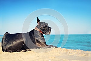 Black Great Dane on the sea side