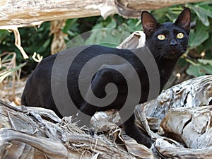 Black greek cat is lurking