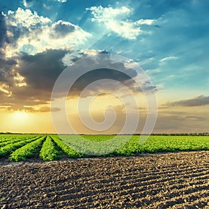 Black and green agriculture fields and orange sunset in blue sky