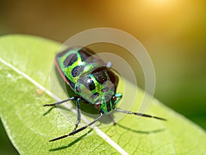 Black and green bug on a leaf with light