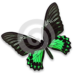Black and green butterfly