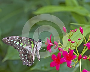Black and green Butterfly on a pink flower