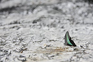 Black and green butterfly on stone floor