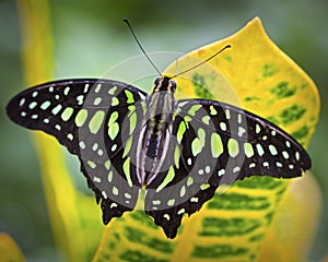 Black and green Butterfly on a tropical plant