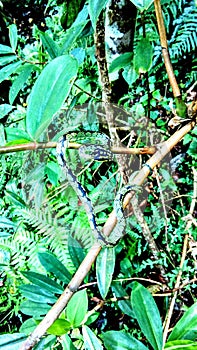 Black and green color snake in sinharaja rain forest