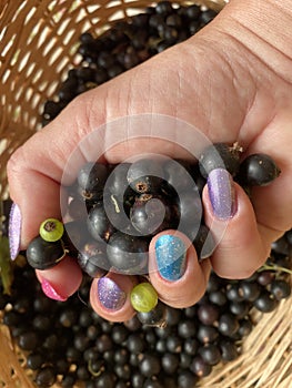 Black and green currant berries in a woman`s hand