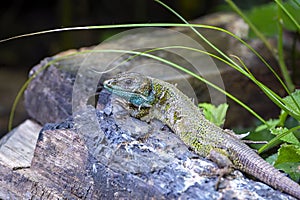 Black green lizard, lacerta schreiberi perched on a log