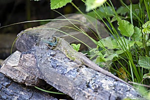 Black green lizard, lacerta schreiberi perched on a log