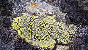 Black and green map lichen on the rock  Rhizocarpon geographicum