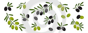 Black and green olives, branch olives with leaves isolated on white background. Vector