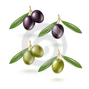 Black Green Olives Branches Leaves Isolated White