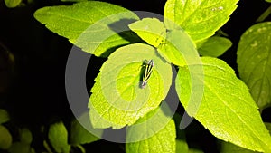 Black and green Sharpshooter Leafhopper on a basil leaf.