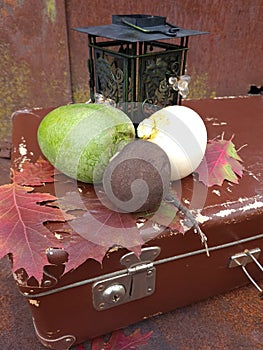 Black, green, white turnips, retro suitcase, lantern, oak leaves on a rusty metal background.