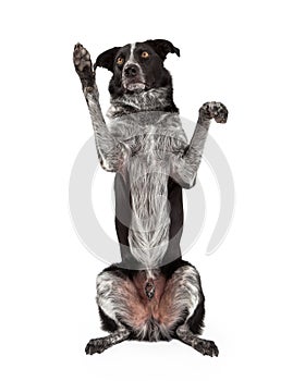 Black and Grey Border Collie Begging - Extracted photo