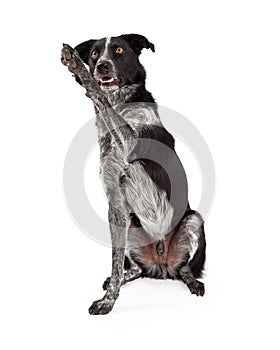 Black and Grey Border Collie Waving - Extracted photo