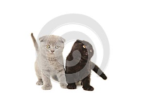 Black and grey british kittens isolated on white background