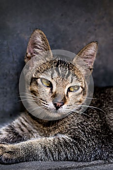 Black grey cat chilling