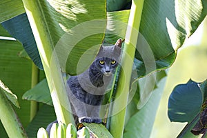 Black-grey cat looks out of banana tree leaves, Manizales, Colombia