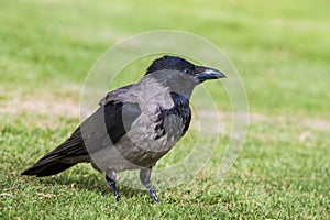 Black grey crow bird on green grass background in Israel, Netanya