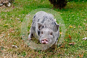 Black and Grey Haired Small Pig in the Grass