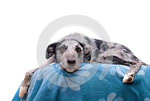 Black and Grey Lurcher Dog