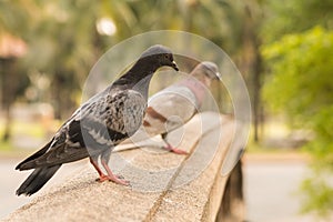 black-grey multi colour pigeon stand on sandstone bridge in park with a blur another grey pigion trees background