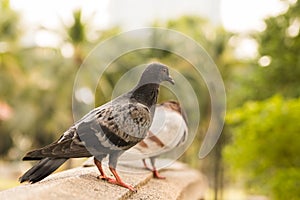 Black-grey multi colour pigeon stand on sandstone bridge in park with a blur another grey pigion trees background