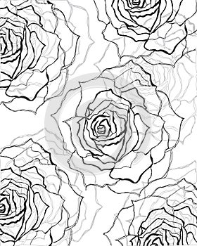 Black,grey rose background