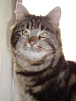 Black-grey tabby domestic cat portrait