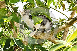 Cat In Avocado Tree Looking Up photo