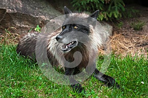 Black Grey Wolf Canis lupus Lies in the Grass
