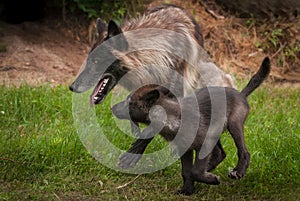 Black Grey Wolf Canis lupus and Pup Trot Left