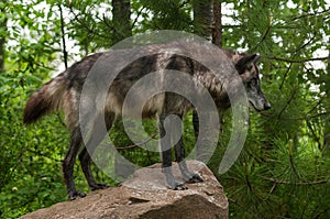 Black Grey Wolf Canis lupus on Rock
