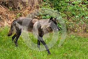 Black Grey Wolf (Canis lupus) Walks Right