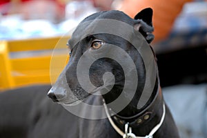 Black Greyhound portrait