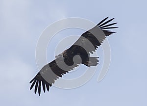 Black Griffon Vulture, Las Arribes del Duero Natural Park photo