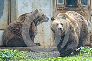 Black grizzly bears