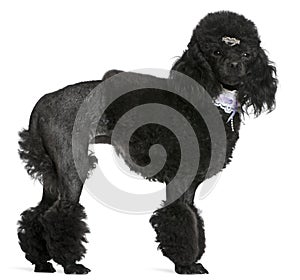 Black groomed Poodle, 2 years old, standing