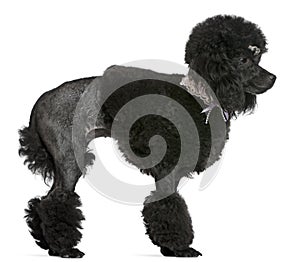 Black groomed Poodle, standing