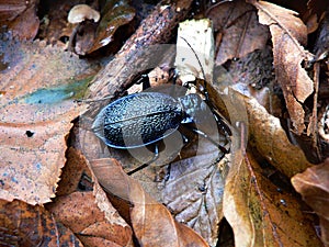 Black Ground Beatle