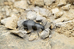 Black ground beetle species, Satara, Maharashtra