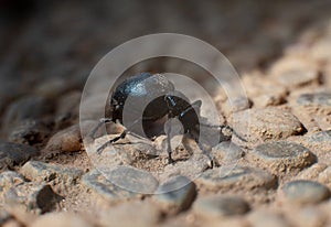 Black ground beetle on stones, macro photo